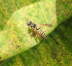Polistes dominula
