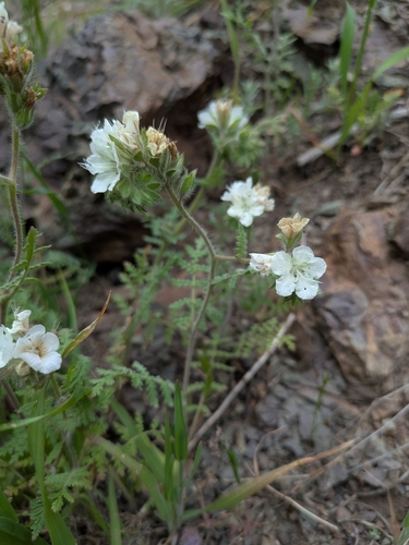 Distant phacelia (Phacelia distans)