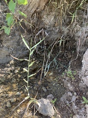 Pyrgulopsis deserta