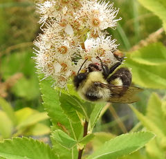 Bombus impatiens