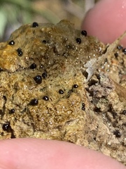 Pyrgulopsis deserta