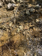 Pyrgulopsis deserta