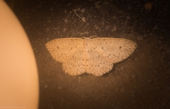 Cyclophora turneri
