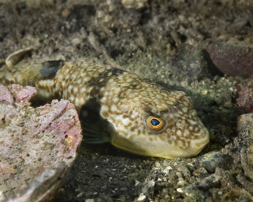 Takifugu porphyreus observed 2023-09-11