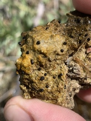 Pyrgulopsis deserta