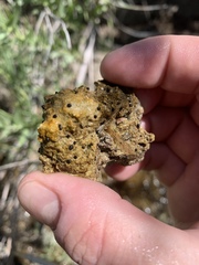 Pyrgulopsis deserta