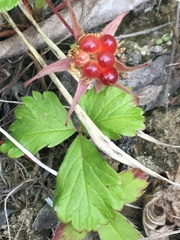 Rubus arcticus acaulis