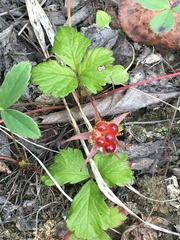 Rubus arcticus acaulis
