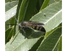 Dielis pilipes