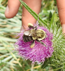 Bombus impatiens