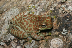 Toad-Wife Tree Frog photo 5