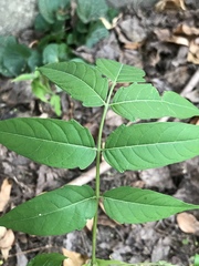 Ailanthus altissima