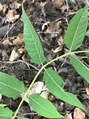 Ailanthus altissima