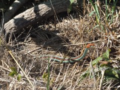 Thamnophis sirtalis tetrataenia
