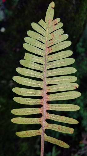 Pleopeltis guttata, photograph 4