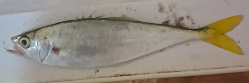 Leatherjacket (Oligoplites saurus) — Carangidae — 4