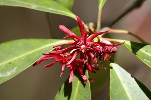 Image of Illicium floridanum by (c) Kim, some rights reserved (CC BY)