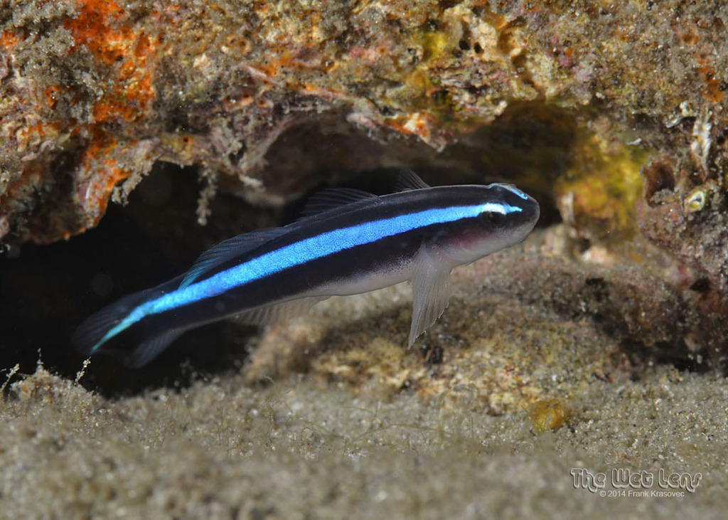 Neon Goby