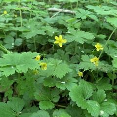 Waldsteinia ternata