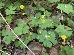 Waldsteinia ternata
