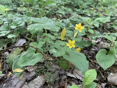 Waldsteinia ternata