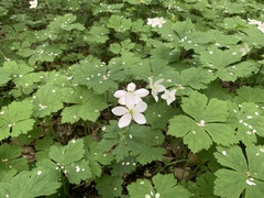 Anemonastrum baicalense