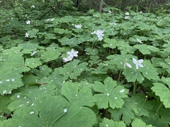 Anemonastrum baicalense