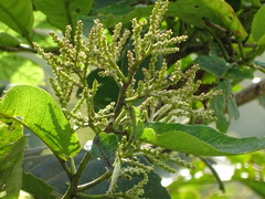 Terminalia paniculata