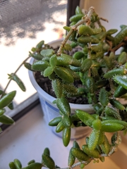 Delosperma echinatum