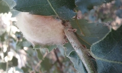 Heteroecus dasydactyli