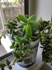 Delosperma echinatum