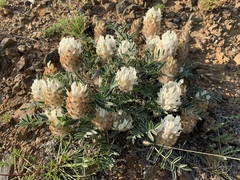 Astragalus lupulinus