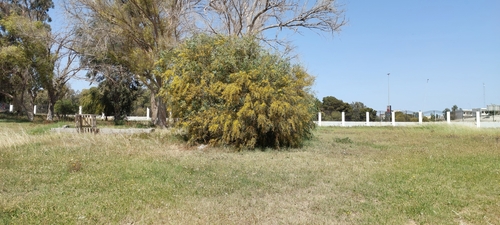 golden wreath wattle