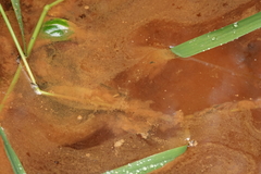 Gallionellaceae