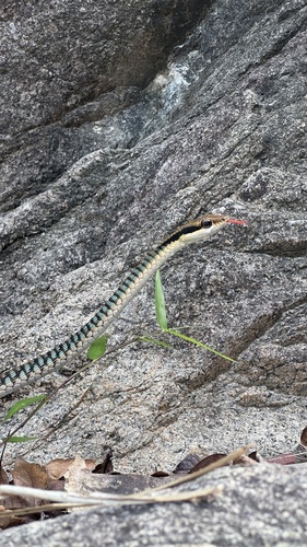 Vietnamese Bronzeback