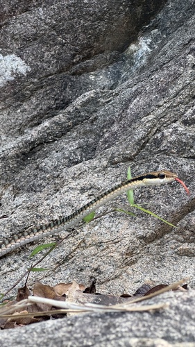 Vietnamese Bronzeback