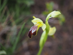Lupercal bee orchid (Ophrys lupercalis)