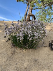 Silene turczaninovii