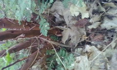 Arctostaphylos viscida mariposa