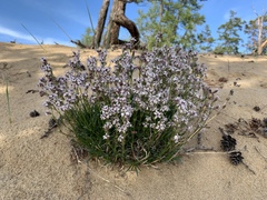 Silene turczaninovii