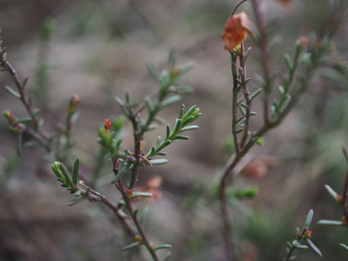 Image of Fumana ericifolia by (c) Augustin Soulard, some rights reserved (CC BY)