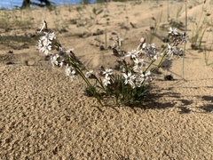 Silene turczaninovii
