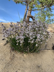 Silene turczaninovii