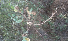 Ceanothus integerrimus macrothyrsus