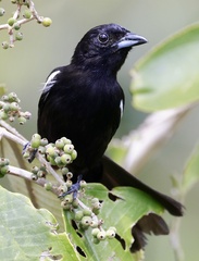 White-Shouldered Tanager photo 3