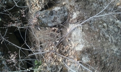 Pellaea mucronata mucronata