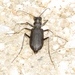 Large Grassland Tiger Beetle - Photo (c) Bill Carrell, some rights reserved (CC BY-NC-ND), uploaded by Bill Carrell