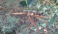 Hosackia crassifolia crassifolia