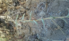 Lessingia leptoclada
