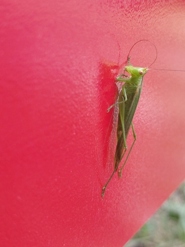 Conocephalus longipes